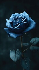 A single, deep blue rose stands elegantly against a dark, moody background.  Its petals are tightly furled, showcasing a rich, saturated color and subtle shadows. 