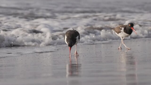 a slow motion front on shot of two american oystercatchers foraging in the surf at chicama of puerto malabrigo, peru