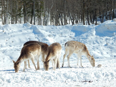 Trio hivernal : des daims en qu&ecirc;te de nourriture dans un paysage enneig&eacute;