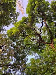 trees in the park