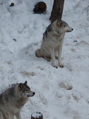Loup gris sous la neige