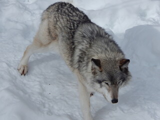 Fototapeta premium Loup gris sous la neige
