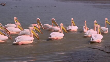 A large flock of pink pelicans with yellow beaks swimming together in murky water.