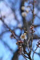 探梅で見つけた咲き始めの梅の花と蕾 | 田浦梅の里