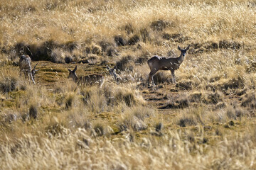 Among the golden ichu grass of the high Andes, a small group of tarucas emerges in the morning light—alert, graceful, and perfectly attuned to the silence of their rugged world.