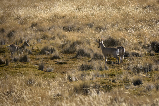 Among the golden ichu grass of the high Andes, a small group of tarucas emerges in the morning light&mdash;alert, graceful, and perfectly attuned to the silence of their rugged world.