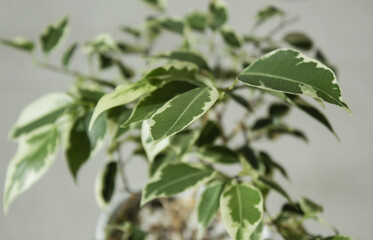 Close-up of patterned benjamin leaves.
