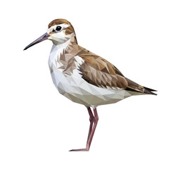 Obraz premium Low poly sandpiper bird standing isolated