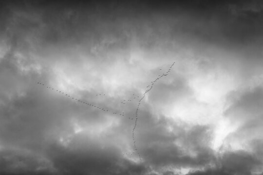 Canada Geese fiying in the sky