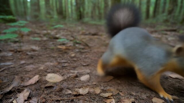 A squirrel scurrying on the forest floor among fallen leaves in a natural woodland setting.