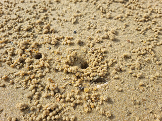 A sandy beach full of sand balls made by crabs.