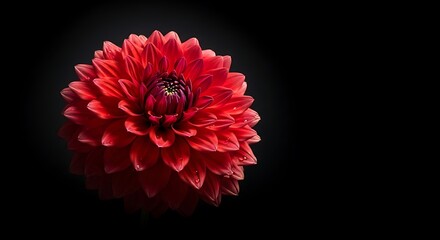 Crimson Dahlia Bloom - A Study in Floral Elegance and Dark Background Contrast.