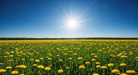 Fototapeta premium A brilliant sun radiates over a vast field of yellow flowers, under a bright blue sky