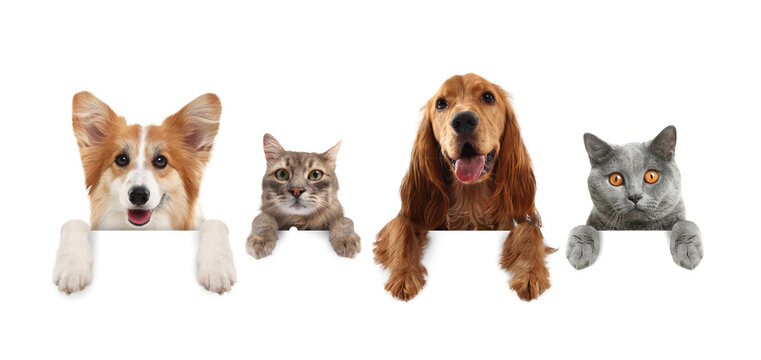 Cute cats and dogs peeking out of banner with paws on it. White background