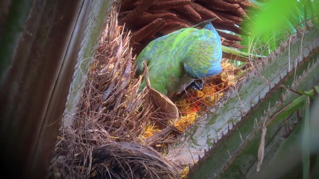 A mini-macaw, red-bellied macaw (Orthopsittaca manilatus), also known as Guacamaya manilata, endemic to tropical Amazonian South America