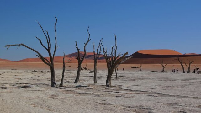 a group of dead camelthorn trees and sand dunes at deadvlei of sossusvlei in namibia, africa