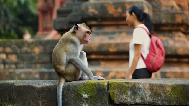 A woman with a backpack observing a monkey sitting on an ancient mossy stone wall in a historical temple setting.