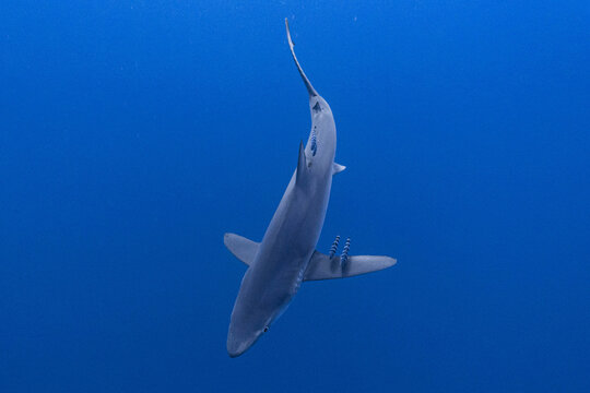 Blue Shark, Azores, Portugal