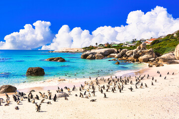 美しいボルダーズビーチのペンギンたち