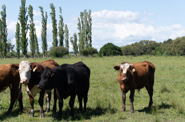 summer vacations in Colonia, Uruguay