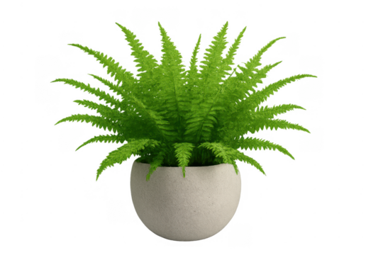 Green fern houseplant in white pot isolated