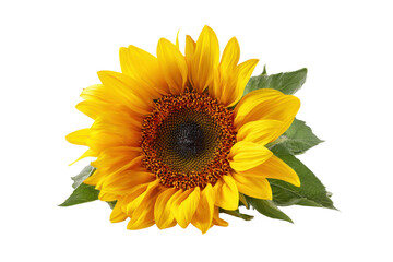 Fototapeta premium Bright yellow sunflower with dark center and green leaves on black background bloom blossom, Isolated On Transparent Background, Png Cut Out