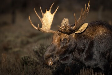 Peaceful Moose at Grand Teton National Park