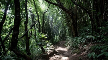 Lush Green Forest Pathway Surrounded by Towering Trees and Foliage