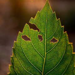 A detailed macro shot of a vibrant green leaf with holes, backlit by the warm golden hour sunlight.