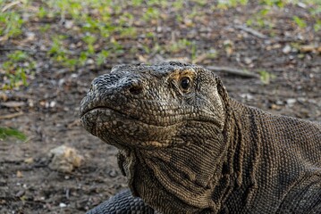 Komodo dragon in Loh Wenci, Komodo Island