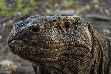 Komodo Dragon