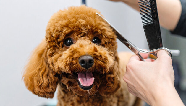 Close-up shot of a happy brown poodle getting groomed with scissors