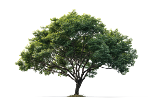 Large deciduous tree with green leaves and dark brown bark on black background image, Isolated On Transparent Background, Png Cut Out