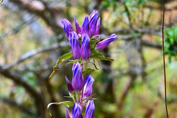 Gentian (Gentiana scabra) flowers. Gentianaceae perennial herb. Blue-purple bell-shaped flowers bloom in autumn. The root is used as a medicinal herb.
