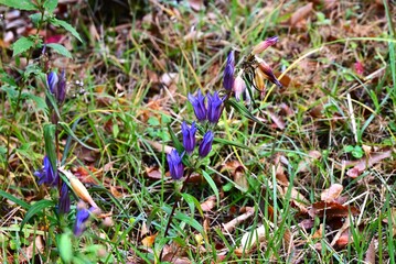 Gentian (Gentiana scabra) flowers. Gentianaceae perennial herb. Blue-purple bell-shaped flowers bloom in autumn. The root is used as a medicinal herb.