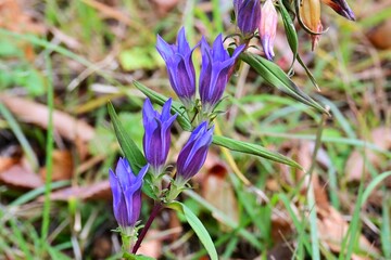 Gentian (Gentiana scabra) flowers. Gentianaceae perennial herb. Blue-purple bell-shaped flowers bloom in autumn. The root is used as a medicinal herb.