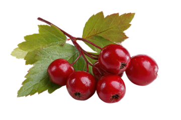 Red hawthorn berries on a branch with green leaves against black background berry fruit, Isolated On Transparent Background, Png Cut Out