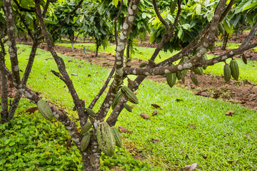 Cocoa beans in a chocolate farm in the Daintree, Queensland, Australia