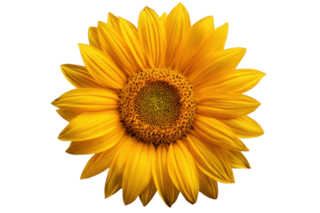 Close up of a bright yellow sunflower with a dark center against a black background bloom blossom, Isolated On Transparent Background, Png Cut Out