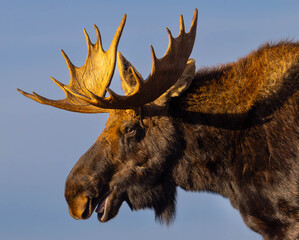 Close-up of Smiling Moose at Grand Teton National Park
