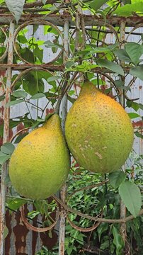 A close-up view of two ripe gac fruits hanging on a vine, with their textured orange-green skin standing out against an old rusty metal fence and lush green leaves.
