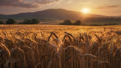 Rustic Farmland in Golden Hour