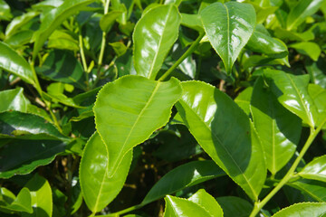 Fresh Green Tea Plantation, Young Tea Leaves Close up