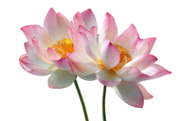 Two pink and white lotus flowers with yellow centers on black background image, Isolated On Transparent Background, Png Cut Out