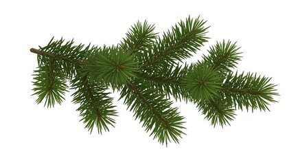 Green pine branch with sharp needles on white background evergreen conifer
