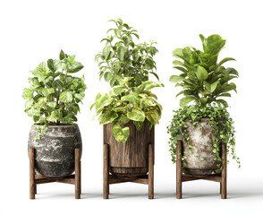 Three diverse houseplants in decorative planters on wooden stands.