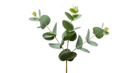 A delicate sprig of green eucalyptus leaves and small yellow buds isolated on transparent background