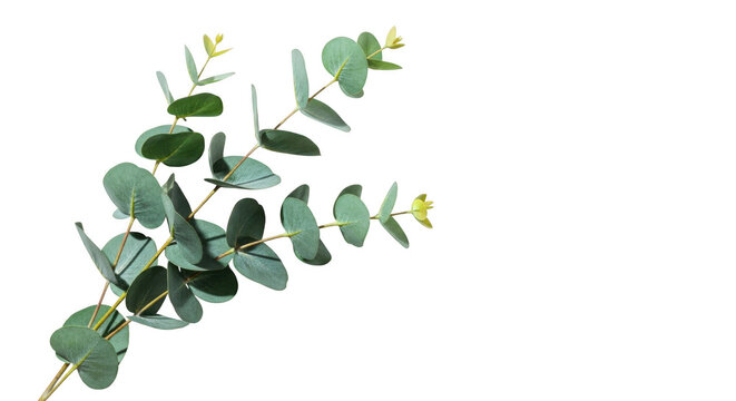 Delicate eucalyptus branch with oval leaves and tiny buds isolated on transparent background