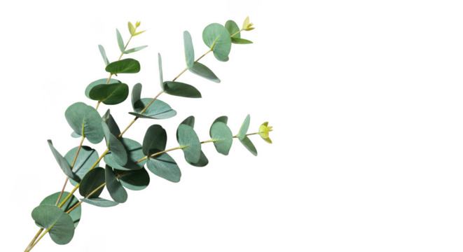 Delicate eucalyptus branch with oval leaves and tiny buds isolated on transparent background - Powered by Adobe