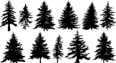 Fototapeta premium Tree Silhouettes Pine
